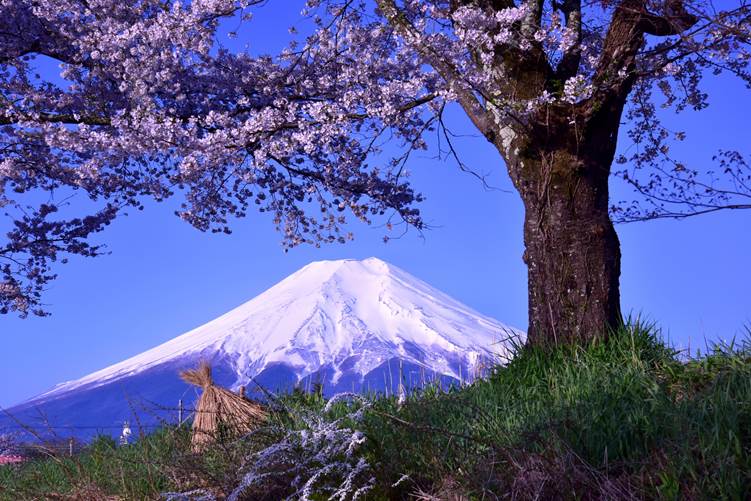 桜と富士山