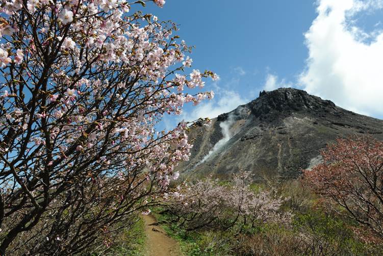 那須山と桜