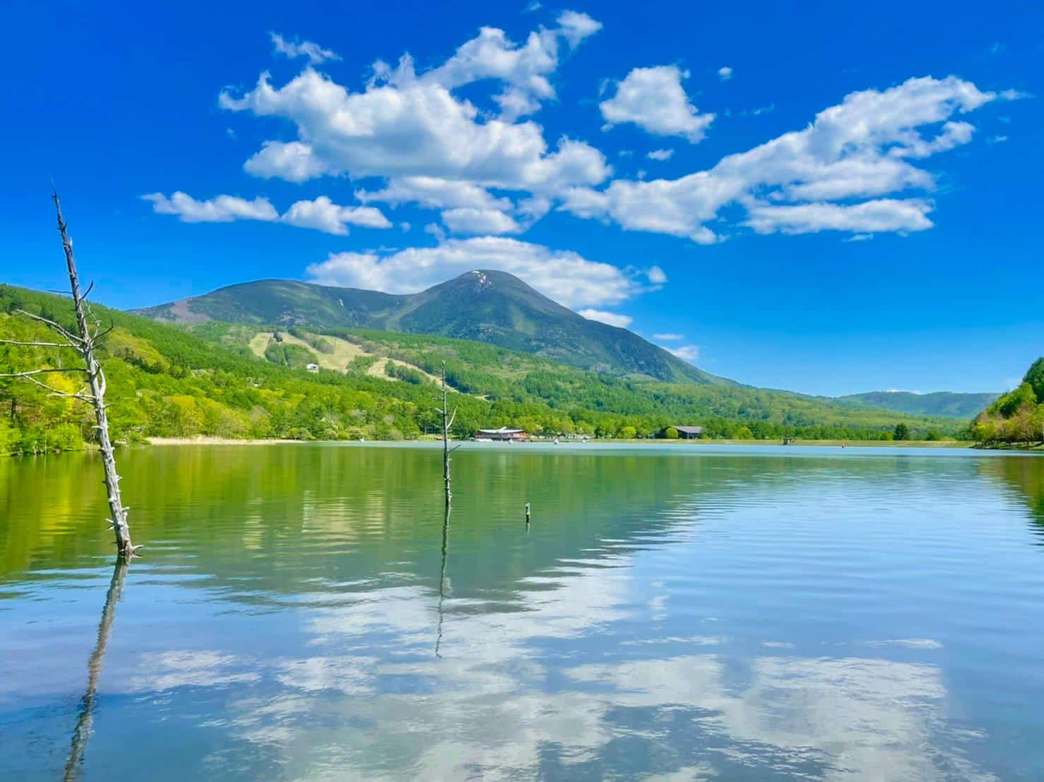 白樺高原