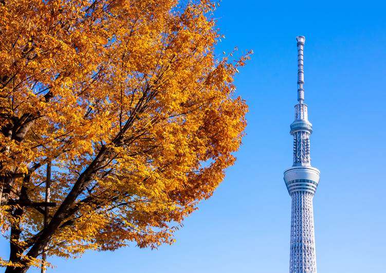 紅葉とスカイツリー