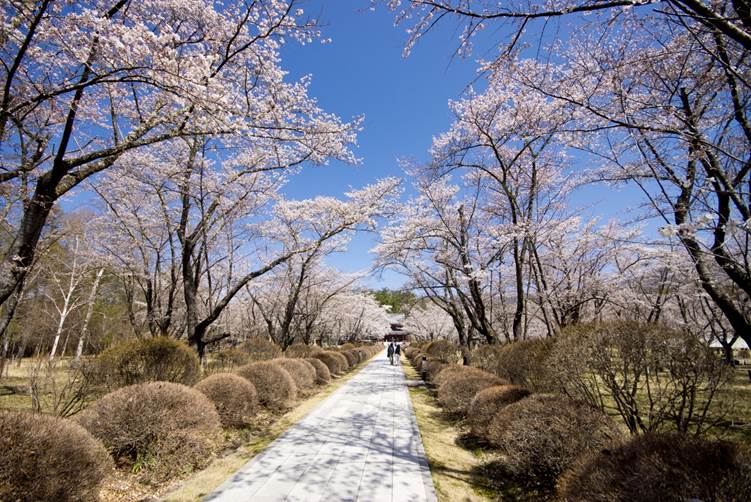 蓼科山聖光寺の桜