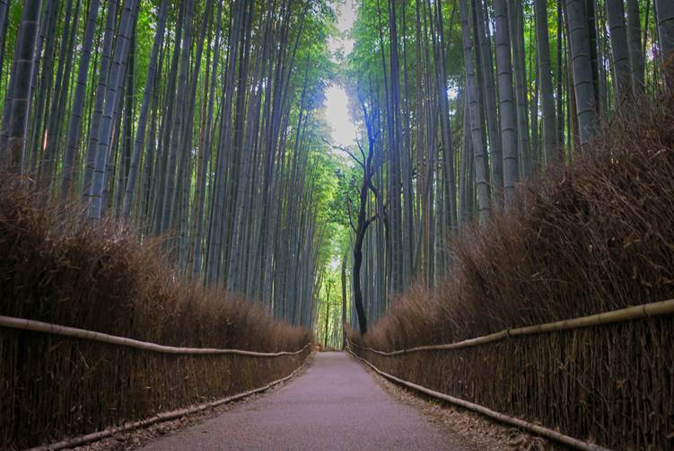 竹林の小径