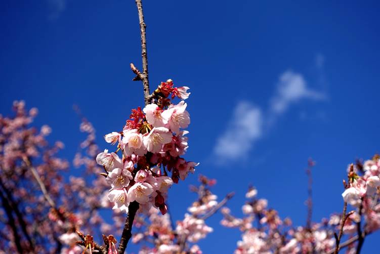 桜