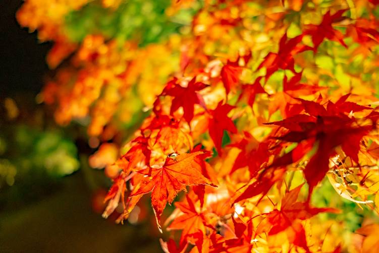 ライトアップされた紅葉