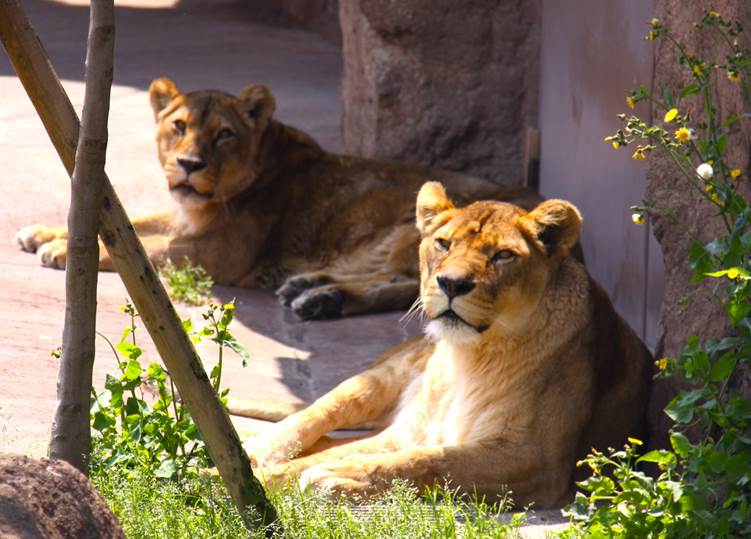 天王寺動物園