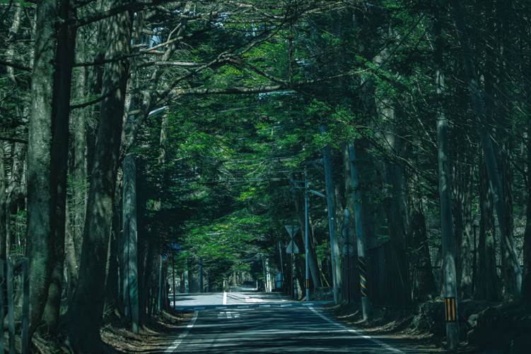 並木街道