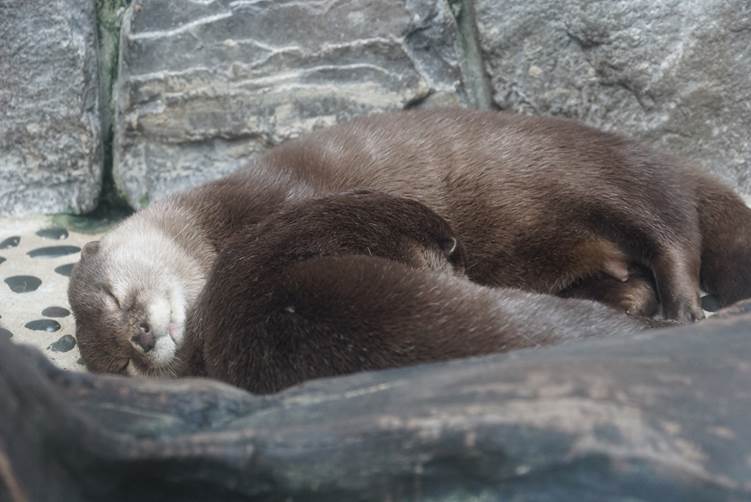 コツメカワウソの寝姿