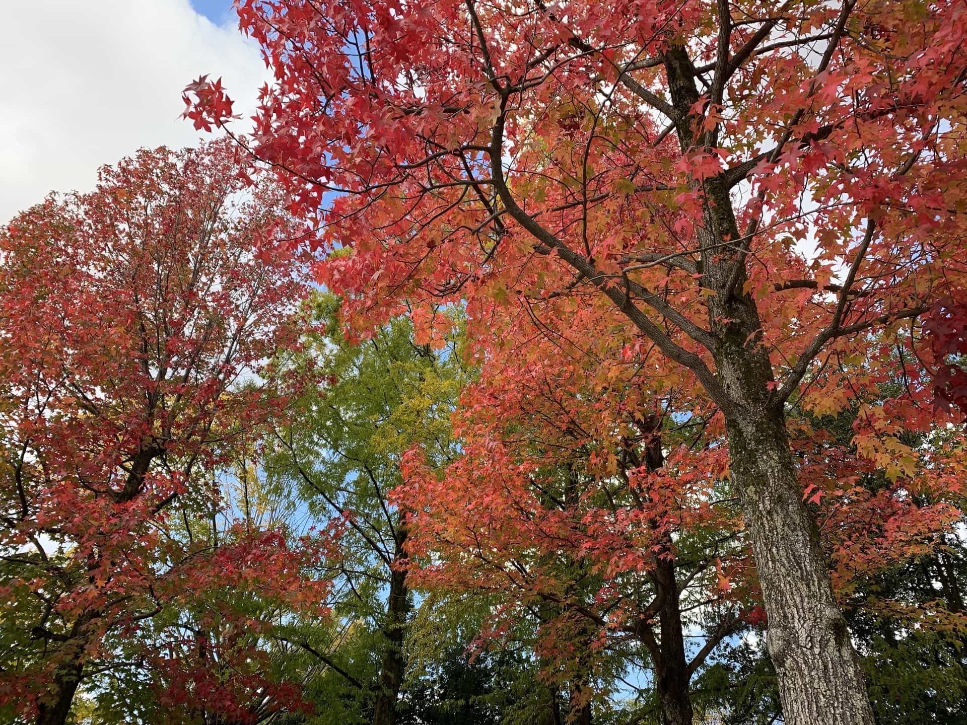 アメリカ楓通りの紅葉