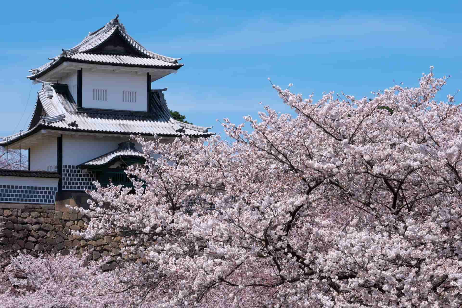 金沢城と桜