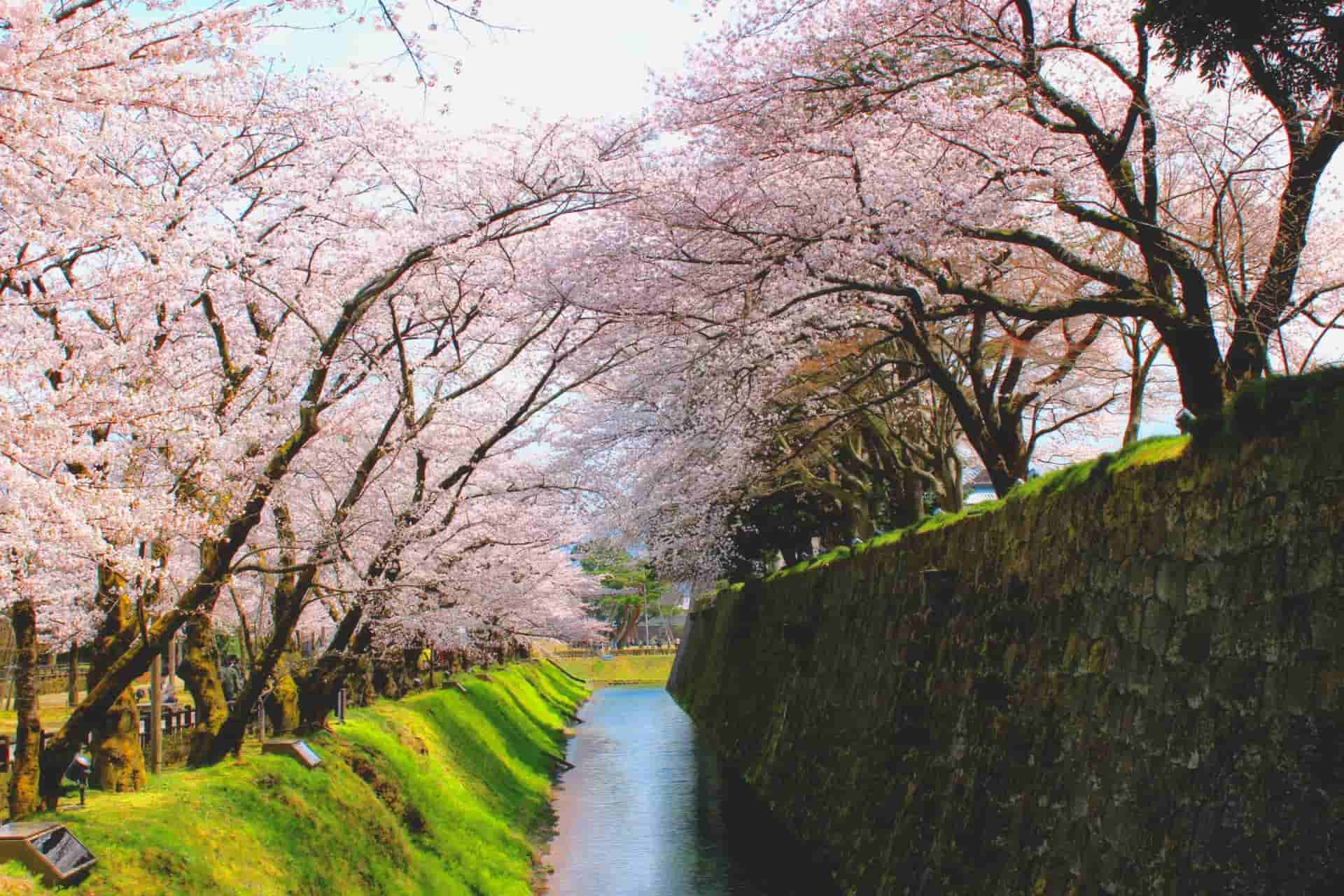 川沿いの桜並木