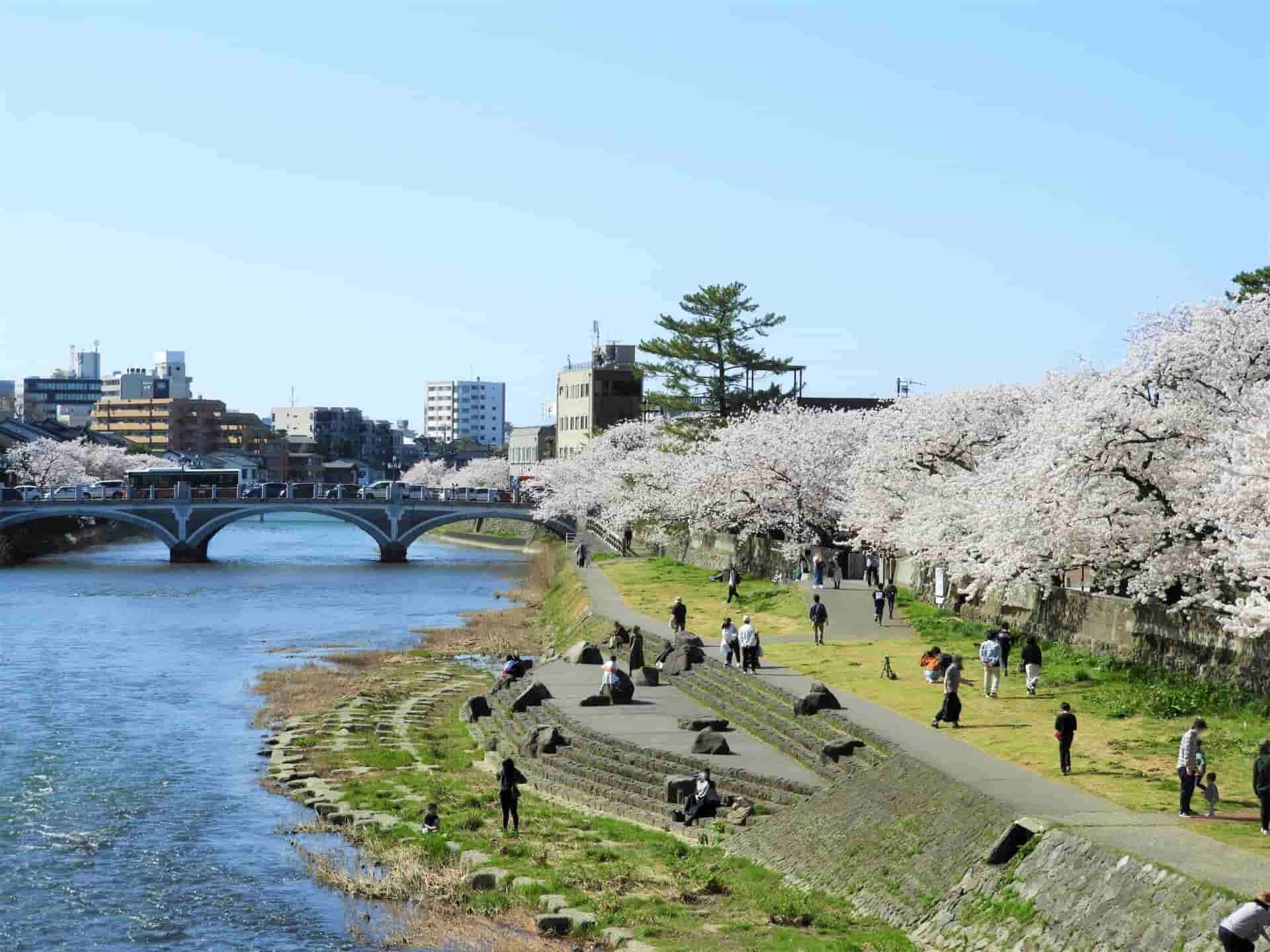 金沢浅野川大橋の桜