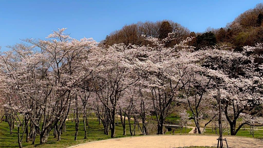 卯辰山の桜