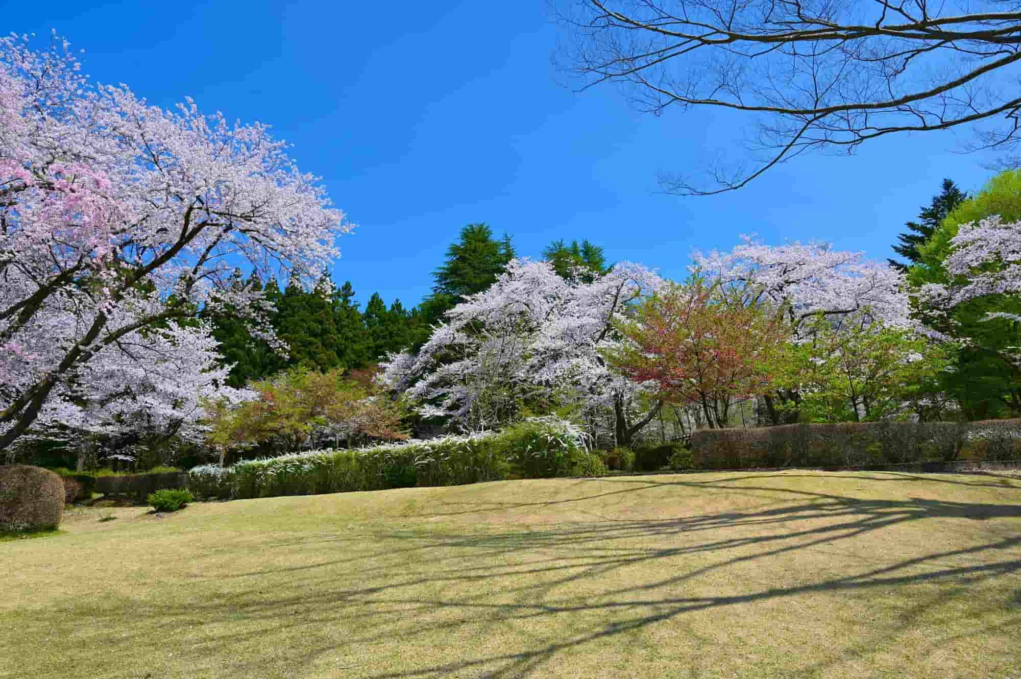 樹木公園の桜