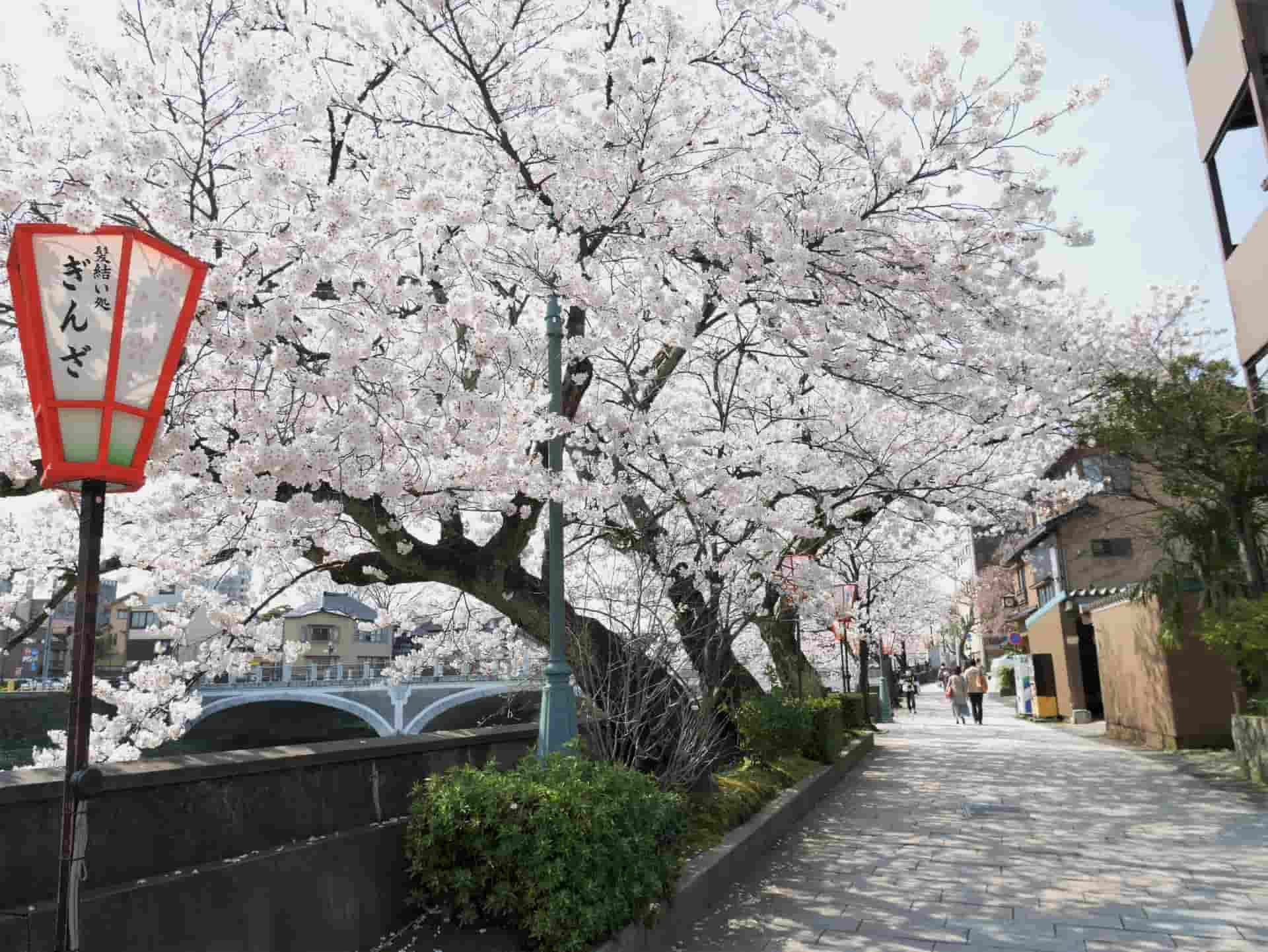 主計町茶屋街の桜並木