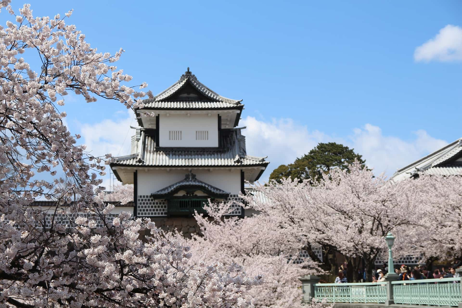 金沢城の桜