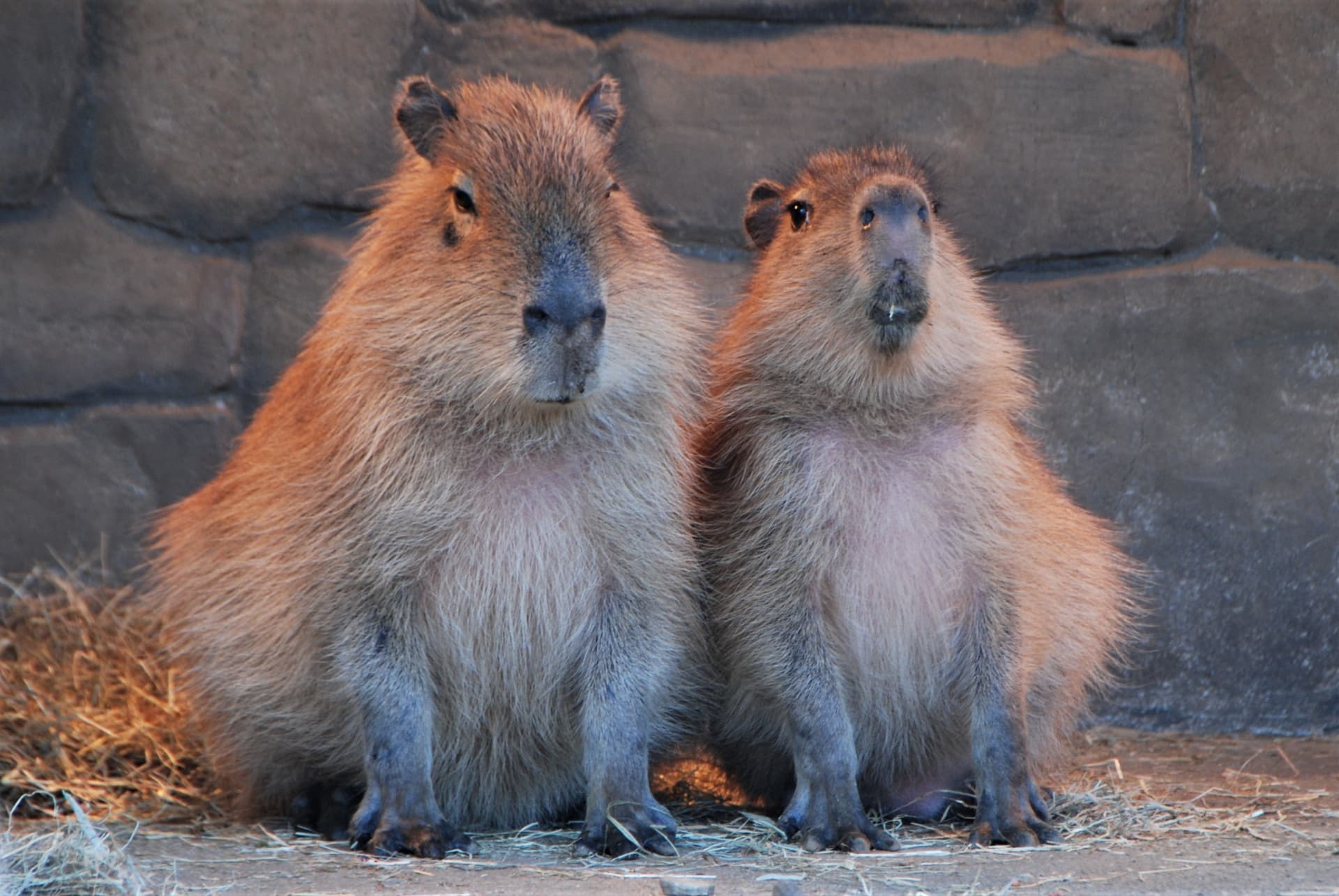 伊豆シャボテン動物公園のカピバラ