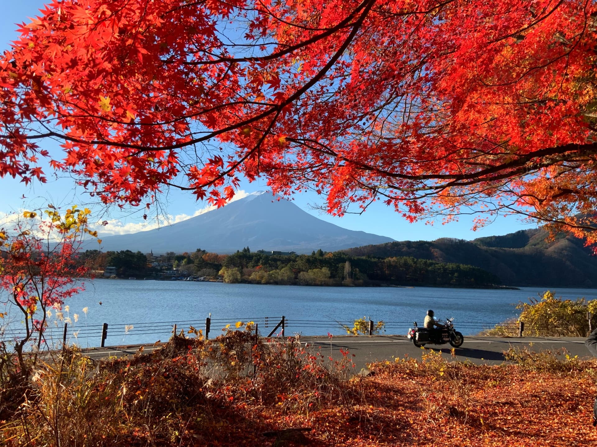 河口湖のもみじ回廊