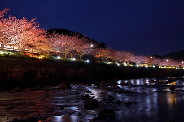 ライトアップされている河津桜