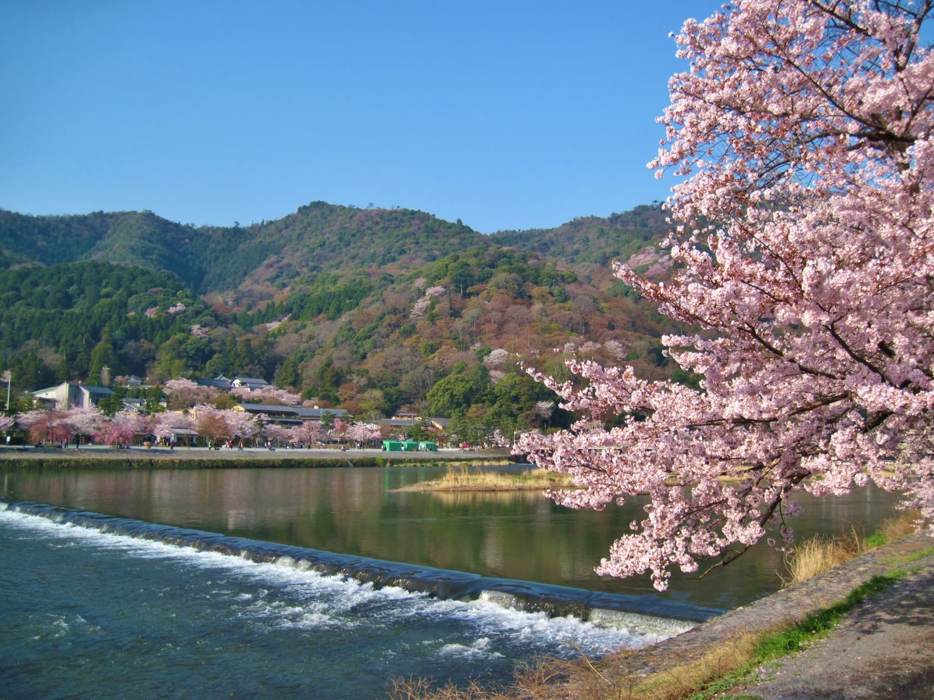 春の嵐山