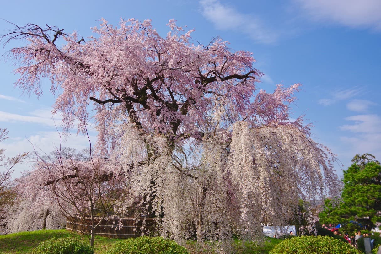 円山公園の桜