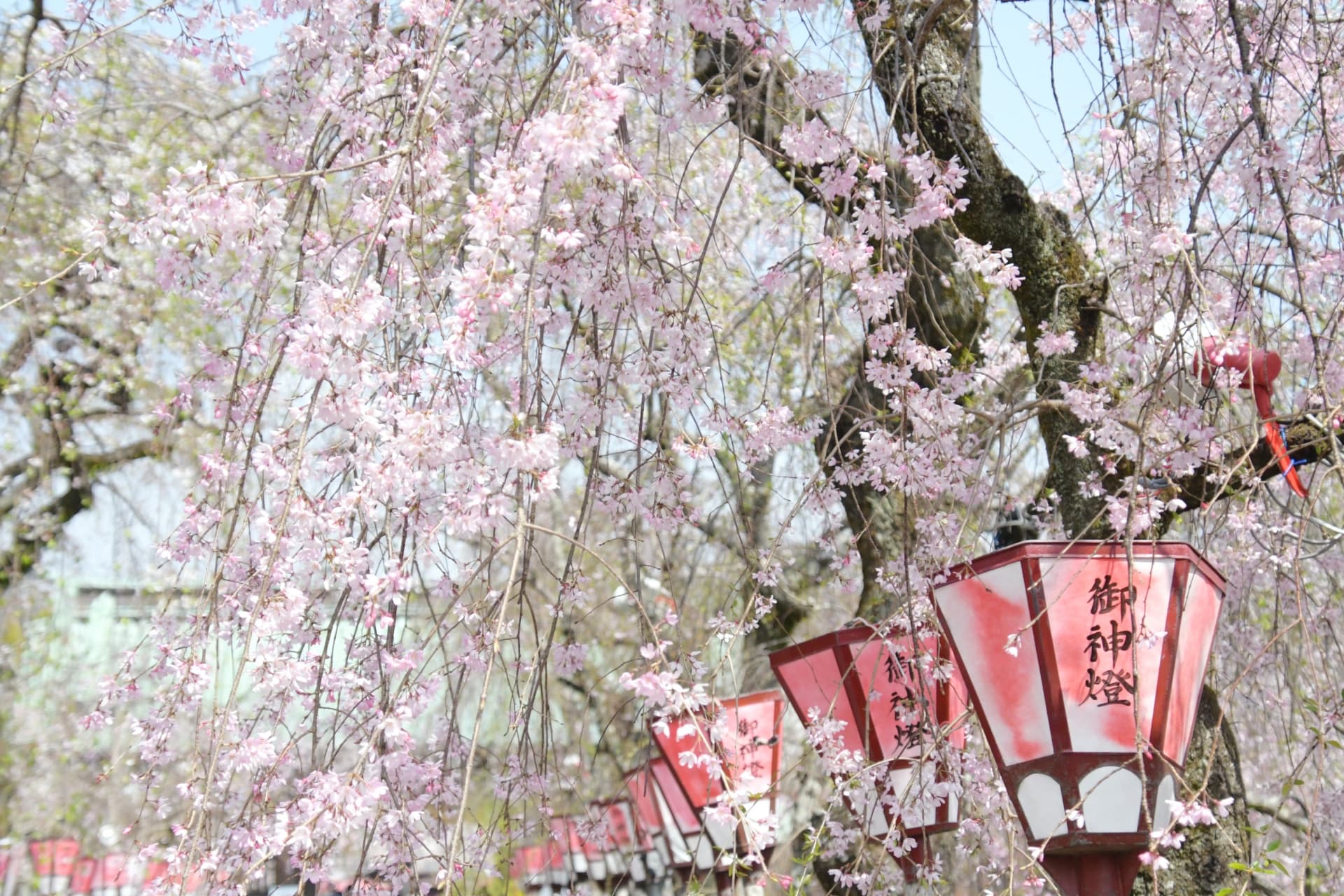 三島桜