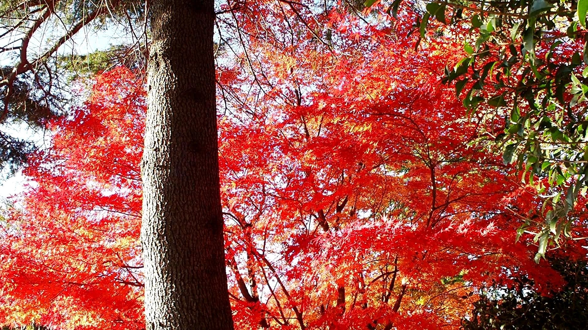 那須の紅葉