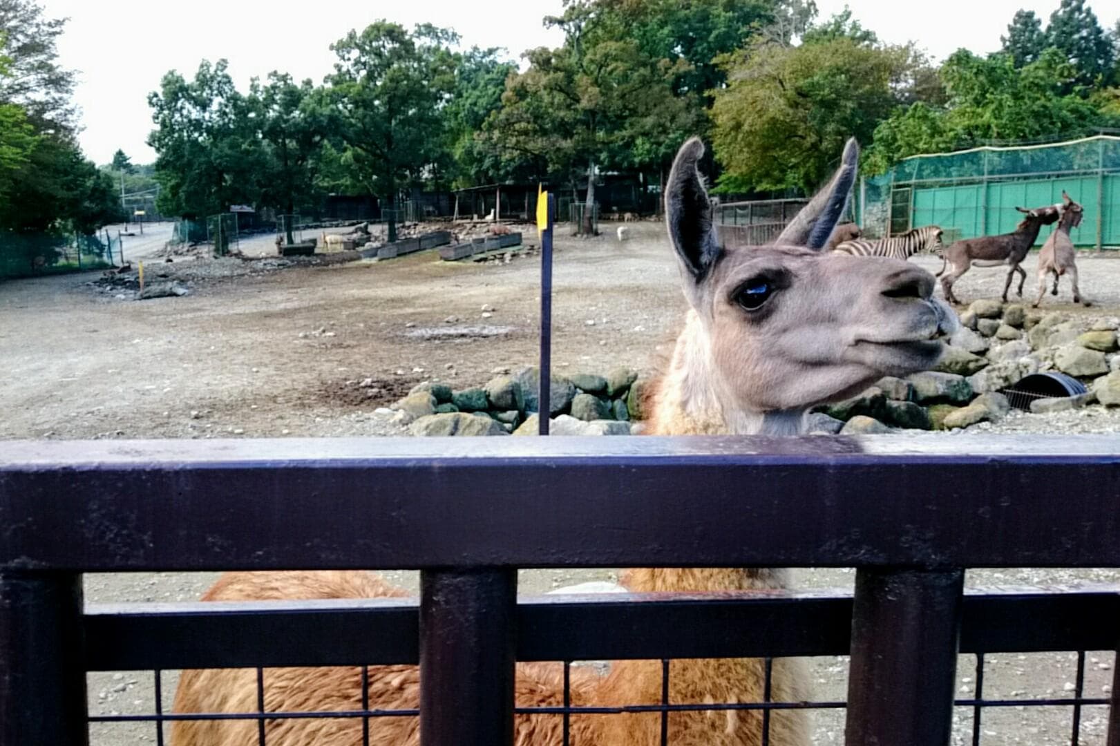 那須サファリパーク