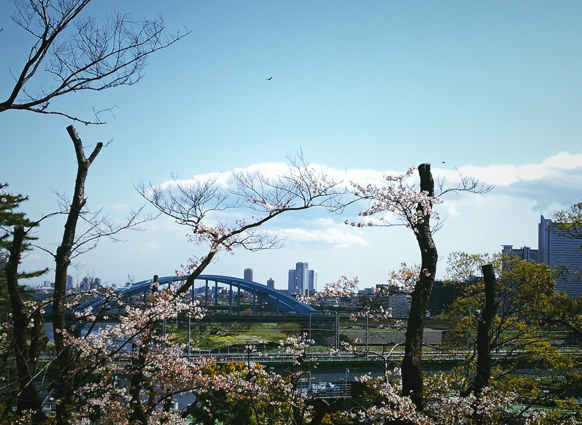 多摩川台公園から見る桜