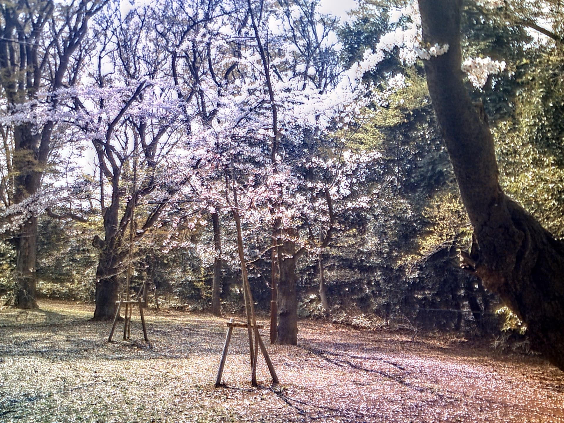 等々力不動尊の桜