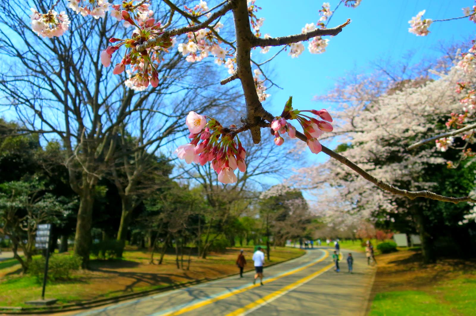 駒沢オリンピック公園の桜並木ロード