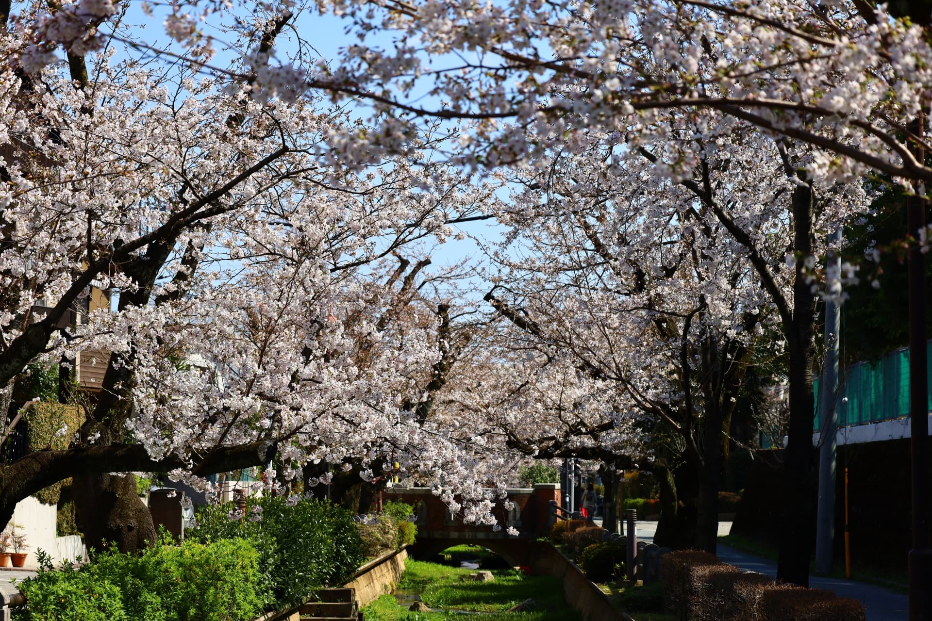 呑川親水公園近くの桜並木