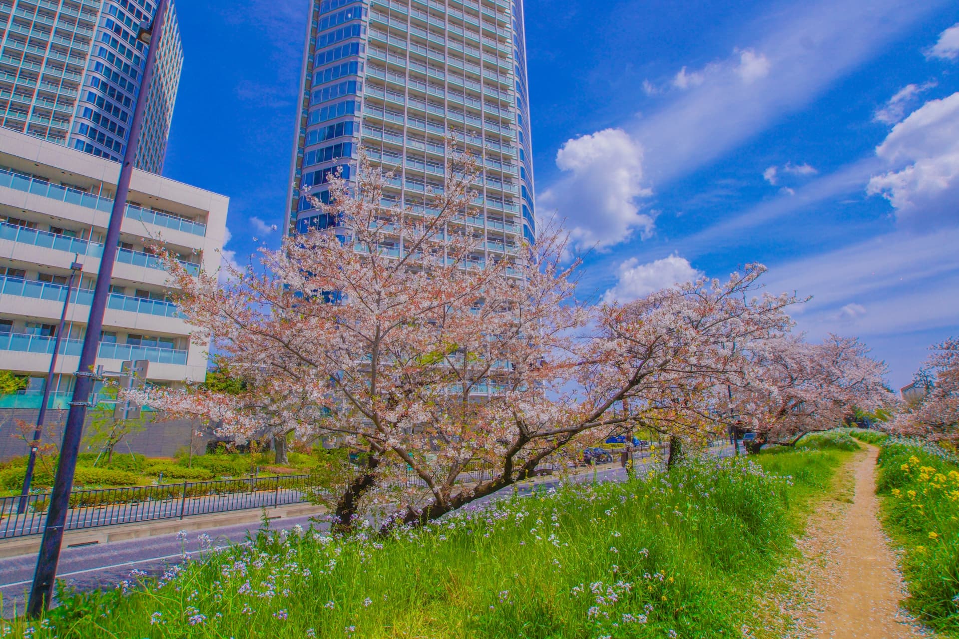 二子玉川の桜並木