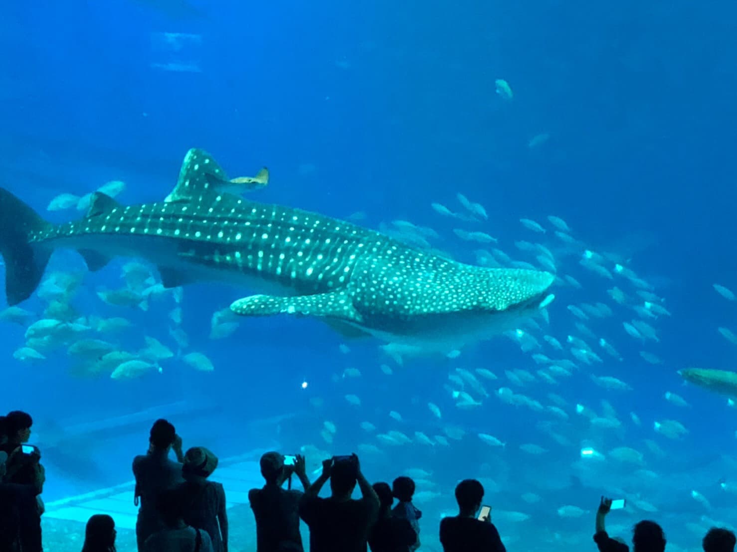 美ら海水族館