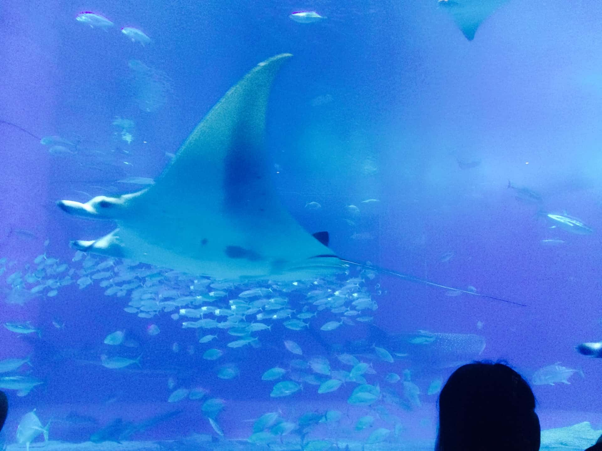 沖縄美ら海水族館