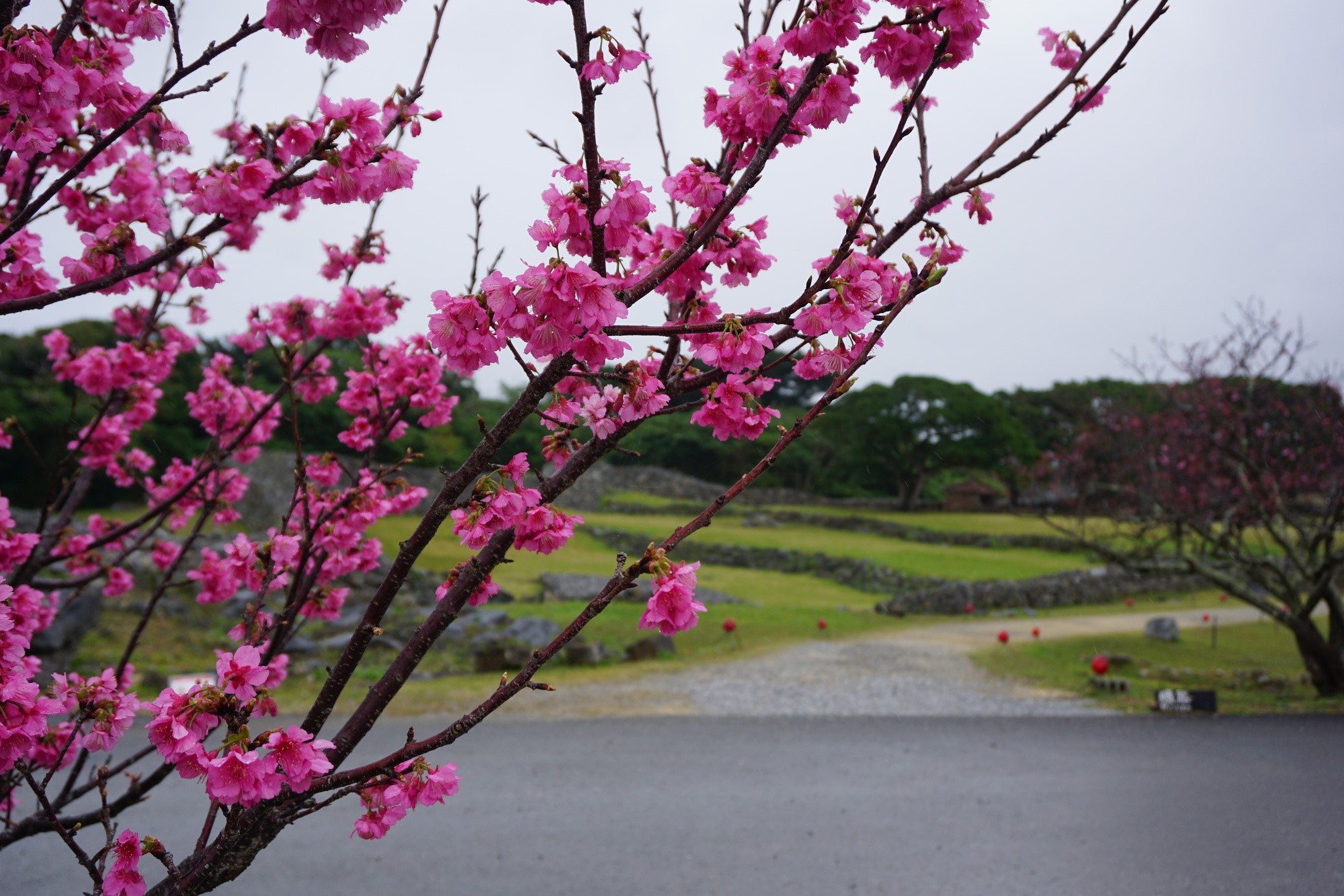 八重瀬公園