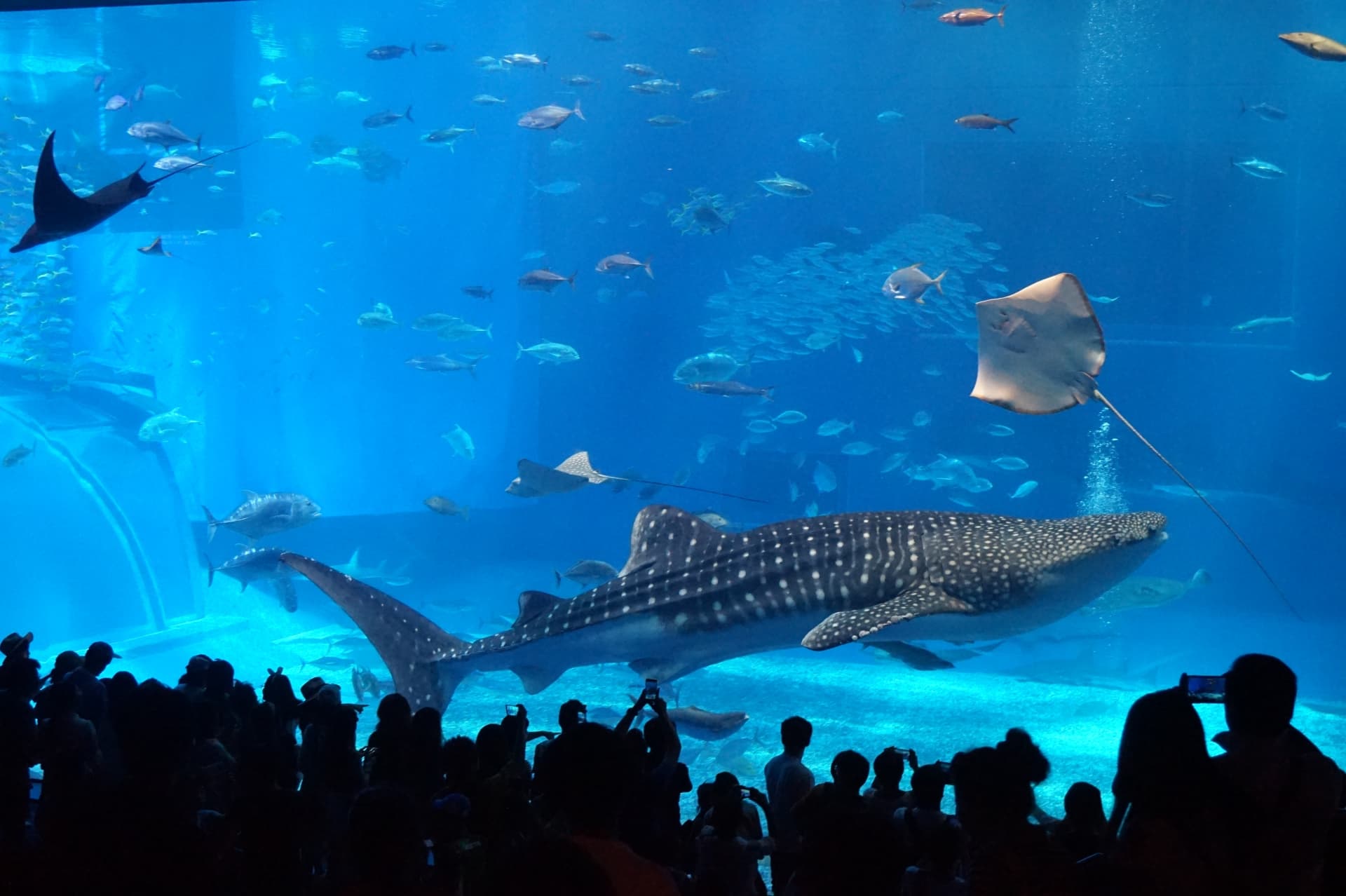 沖縄美ら海水族館