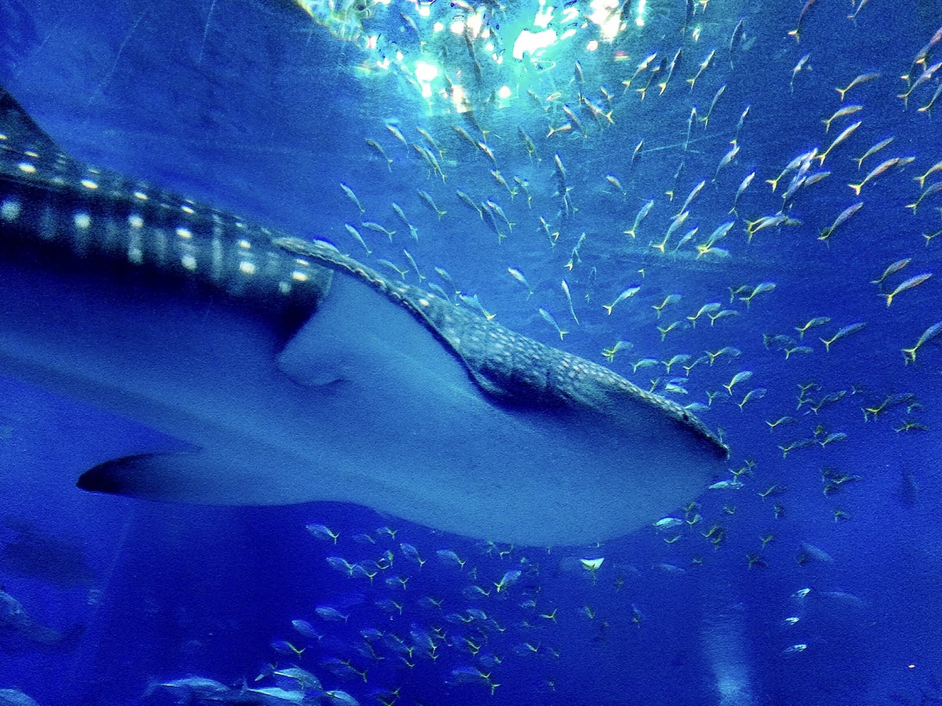 沖縄美ら海水族館