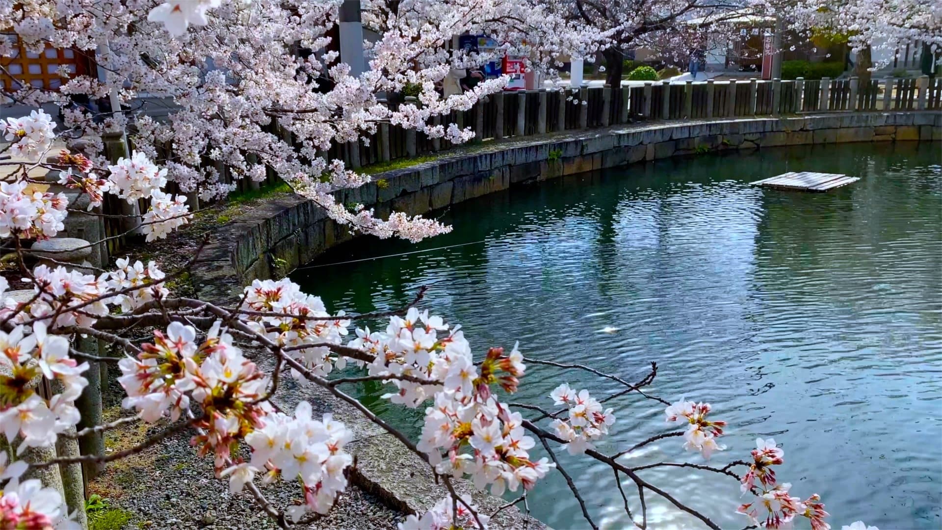 総本山四天王寺の桜