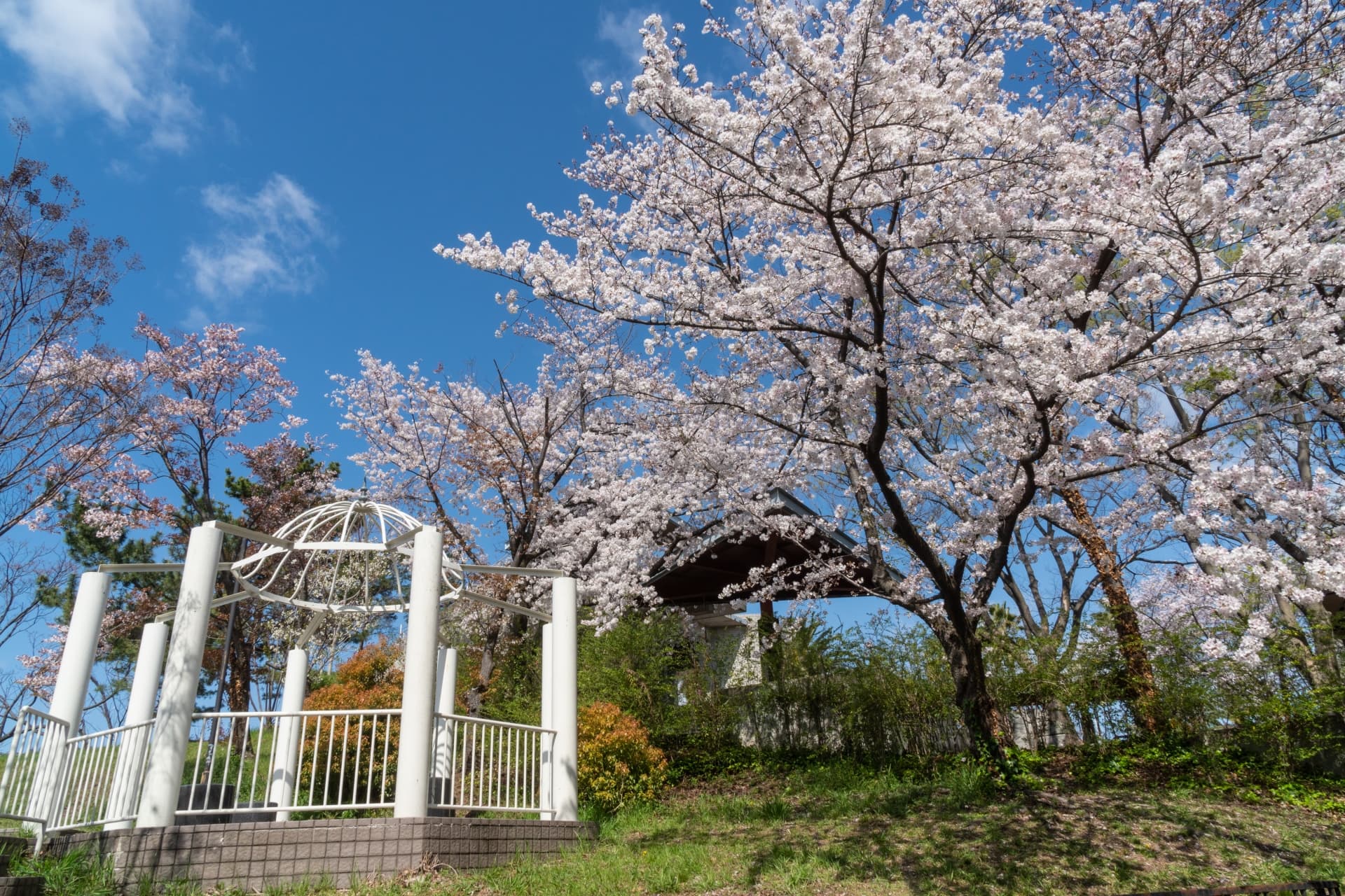 花博記念公園鶴見緑地の桜