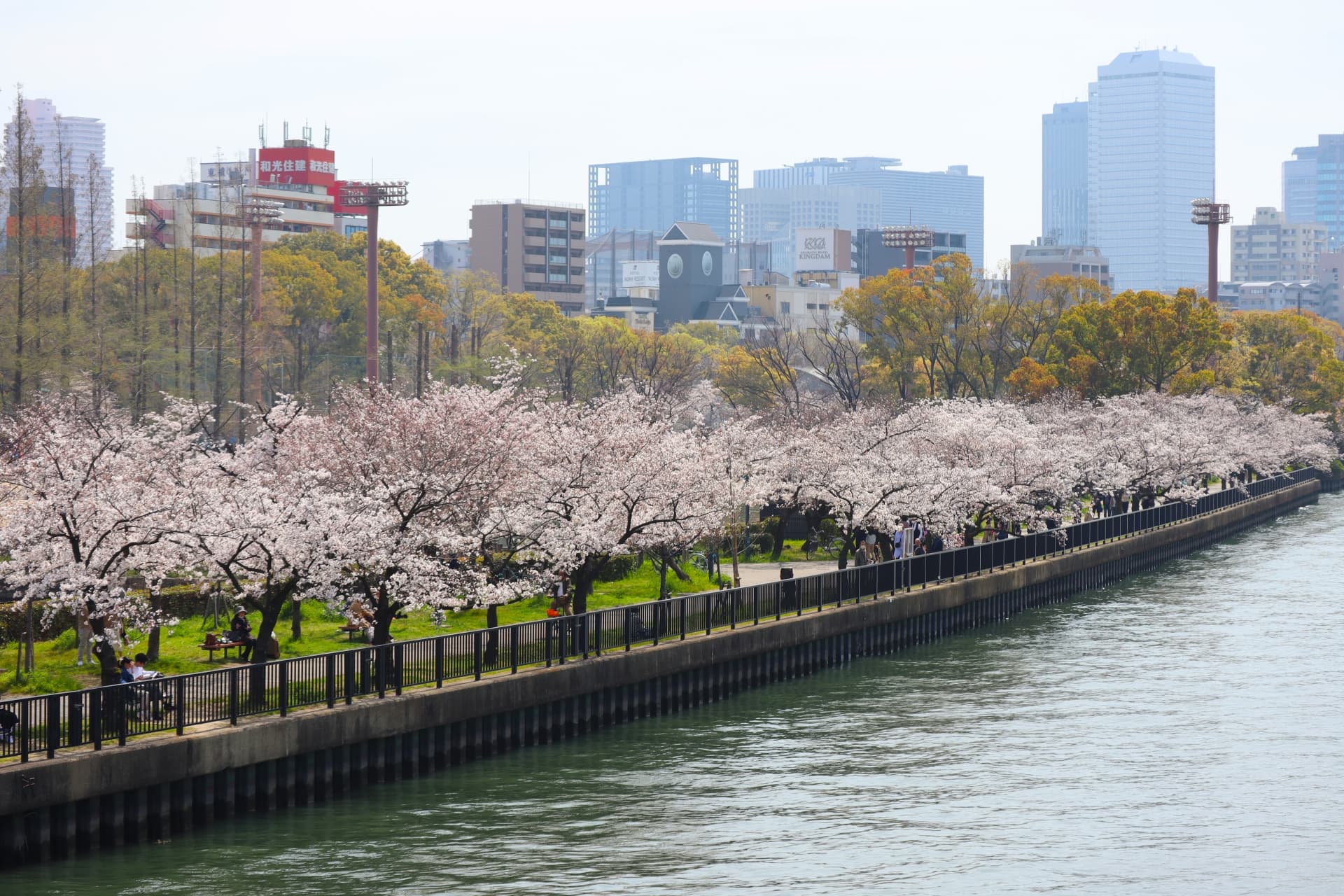 毛馬桜之宮公園の桜並木