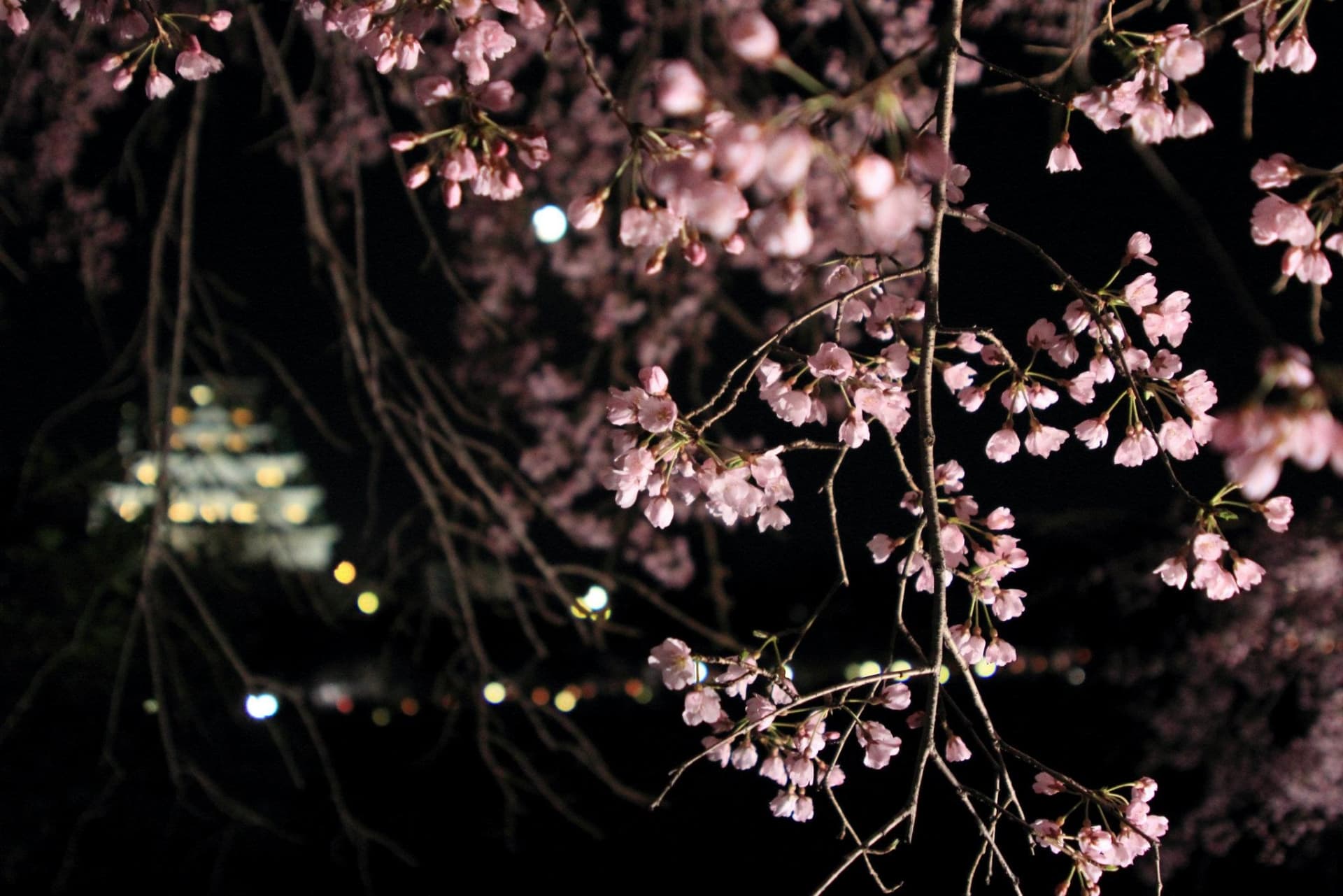 大阪城公園の夜桜