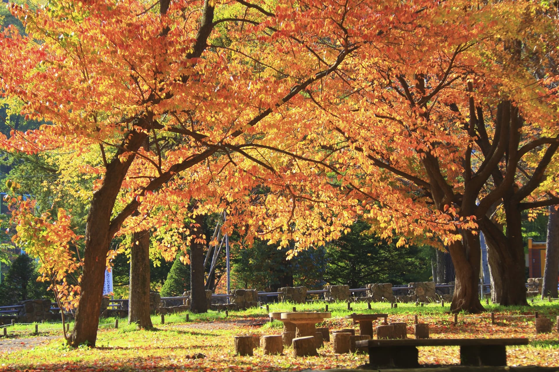 円山公園の紅葉