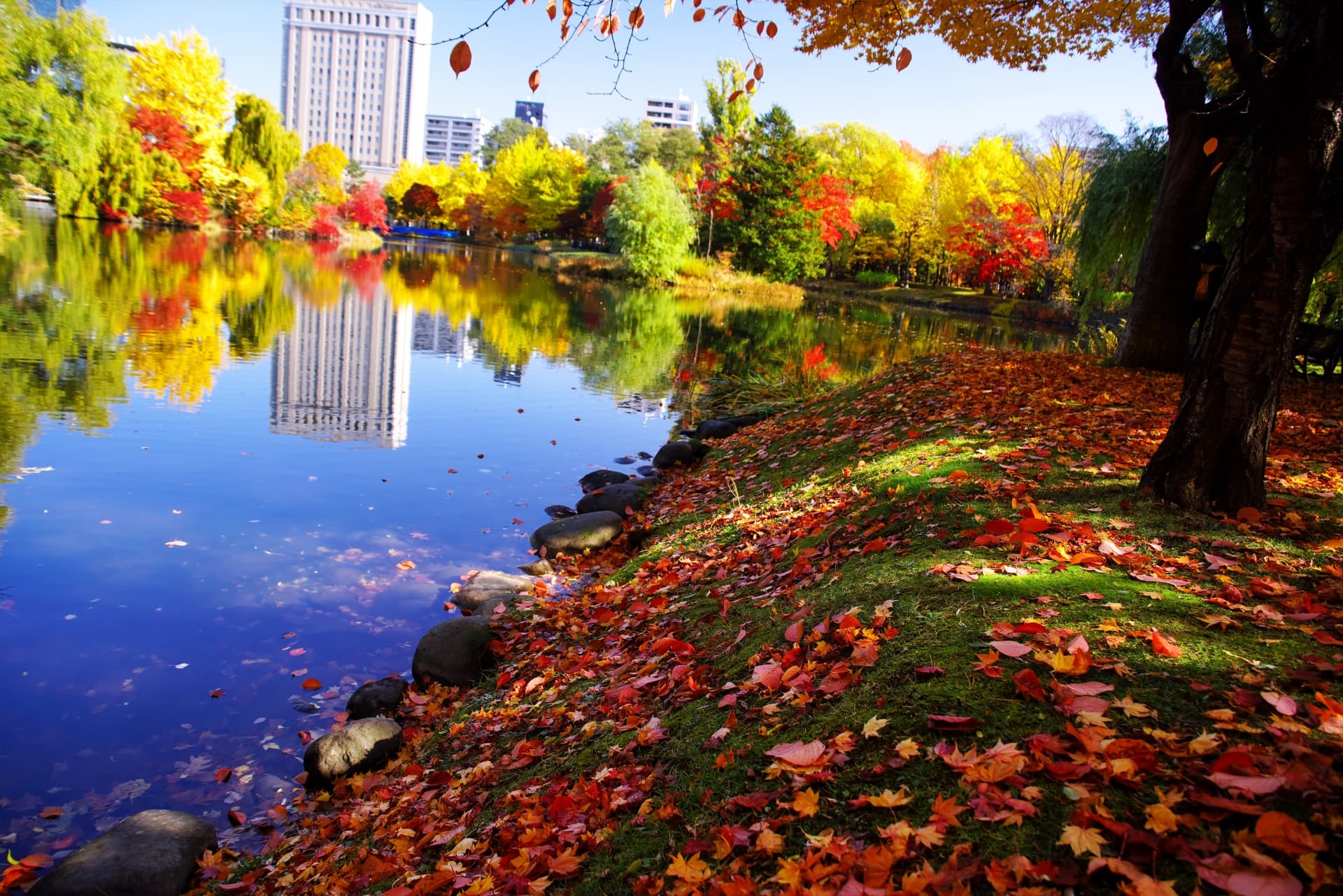 中島公園の紅葉