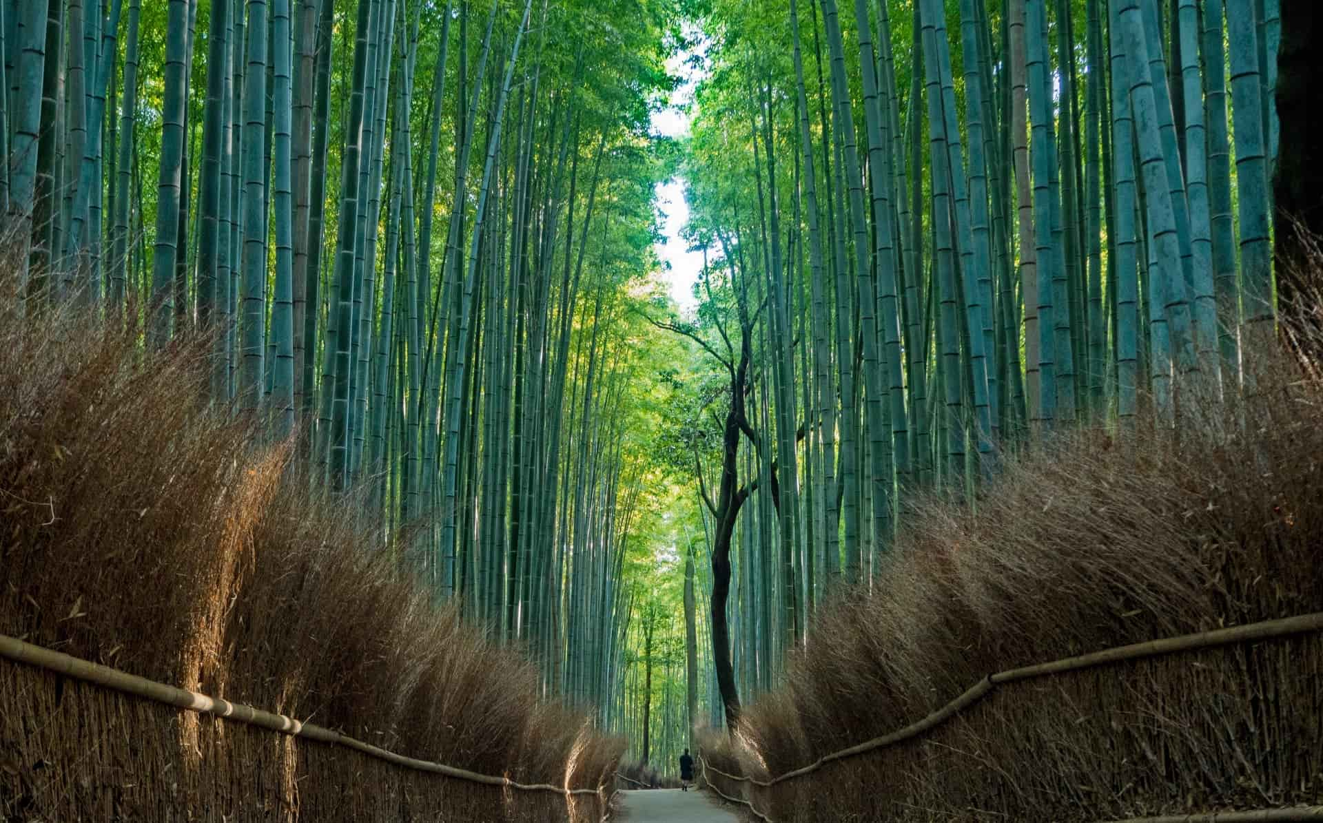 嵐山 竹林の小径