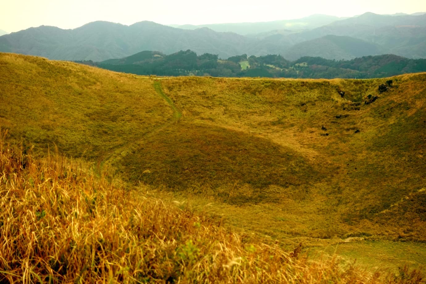 大室山のススキ群