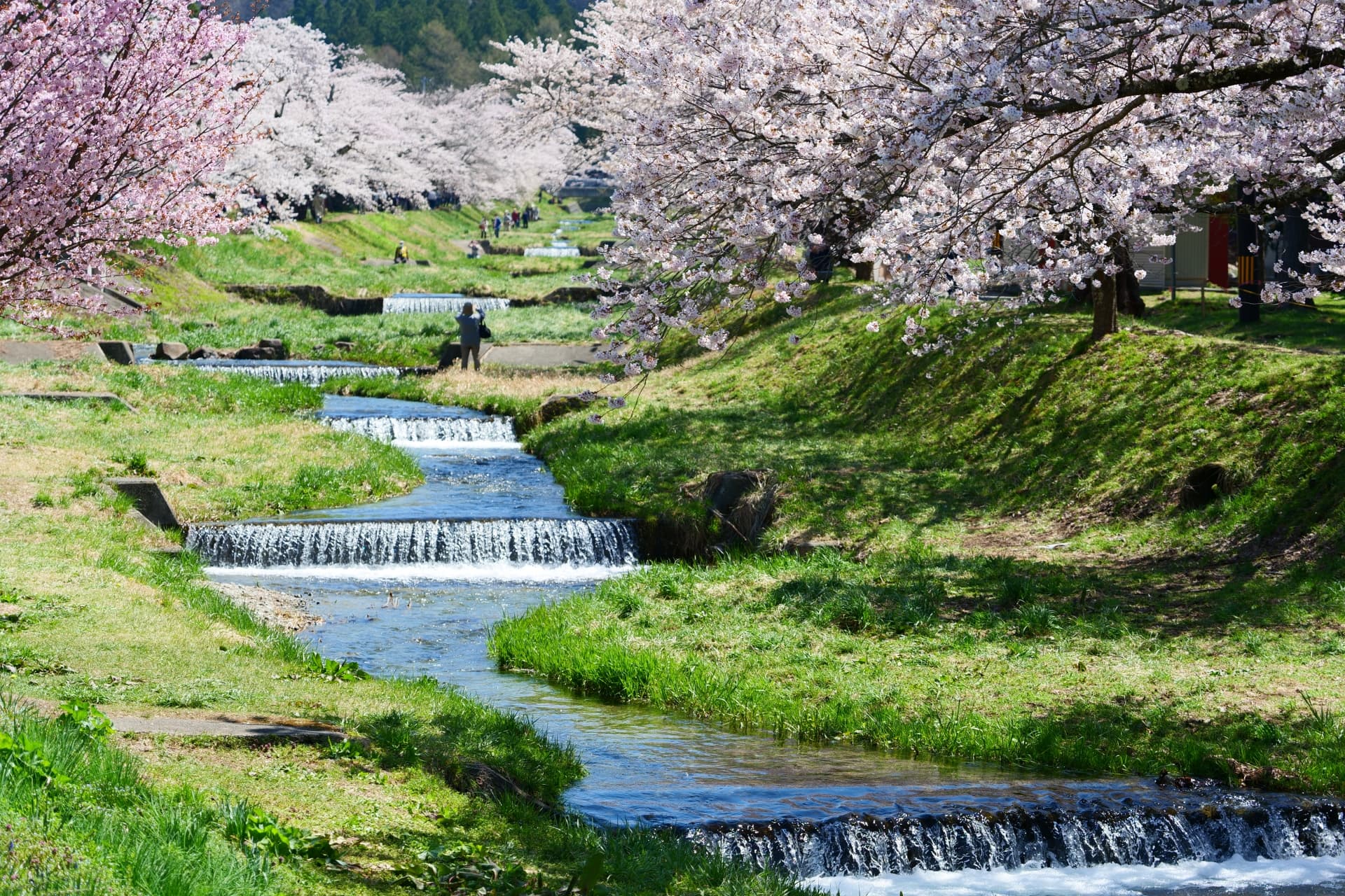 川と桜