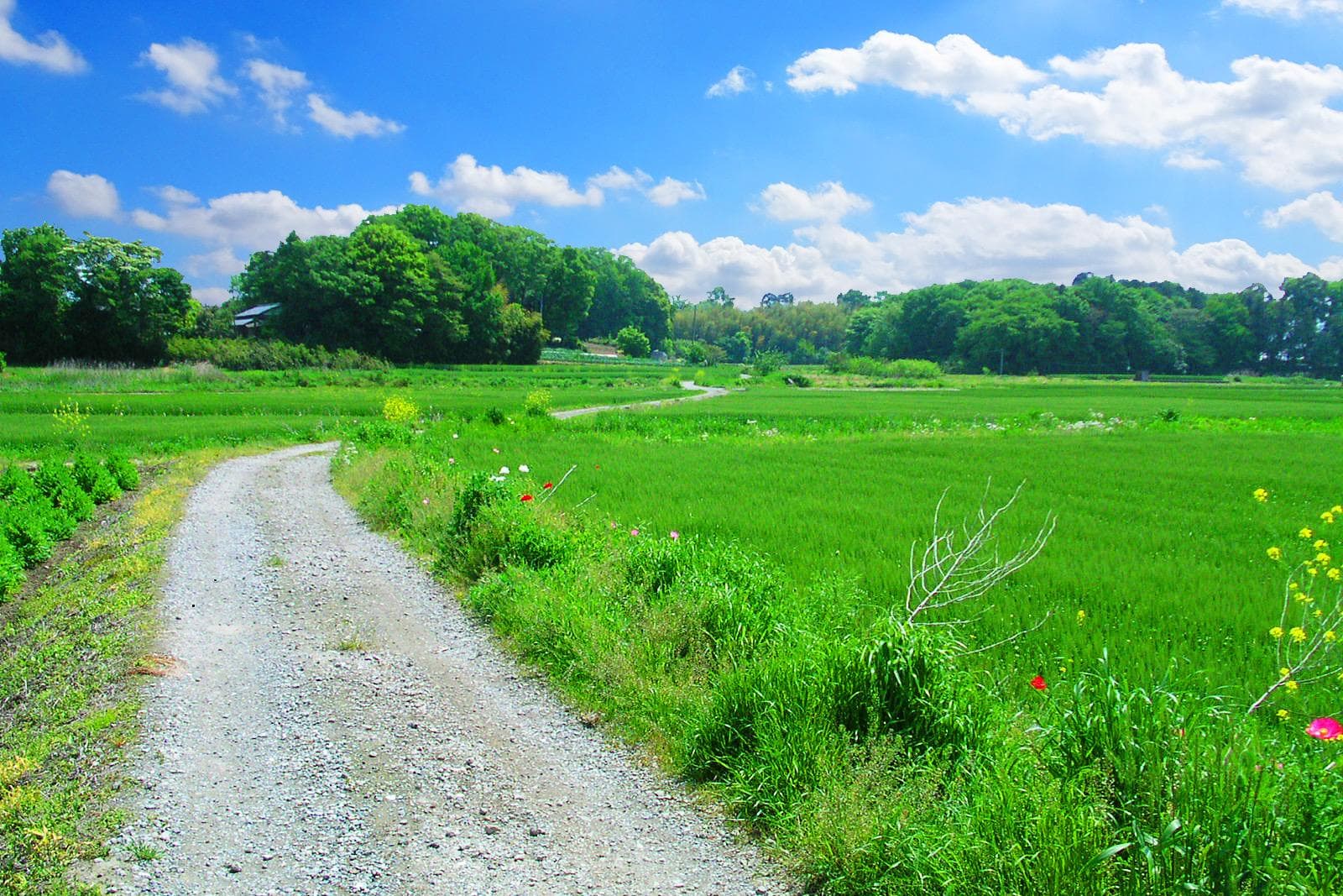 田舎道